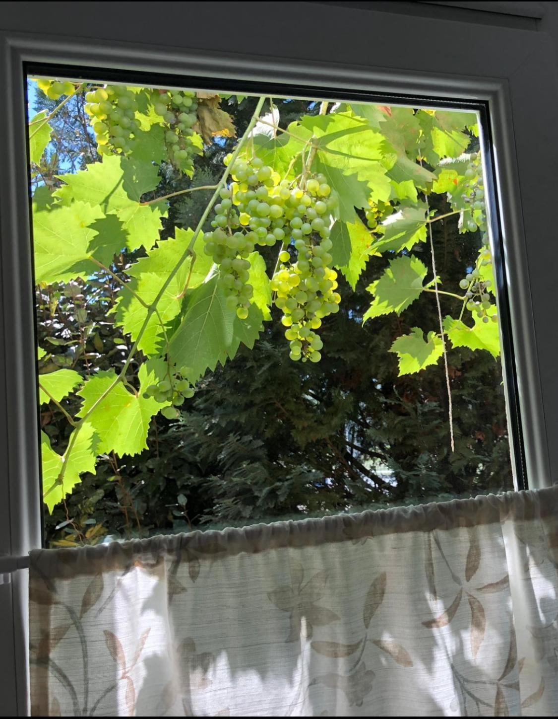 Apartamento Mosel-Erker Reil Exterior foto